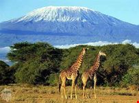 arusha kilimanjaro trekking expeditions