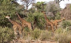 african safaris tanzania safaris arusha