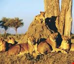 dar es salaam serengeti national park dar es salaam serengeti national park