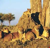 dar es salaam serengeti national park dar es salaam serengeti national park