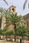 cordoba alcazar de los reyes cristianos in cordoba andalusien