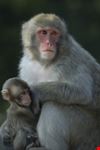 stuttgart makaken-mutter mit kleinem im zoologisch-botanischen garten stuttgart