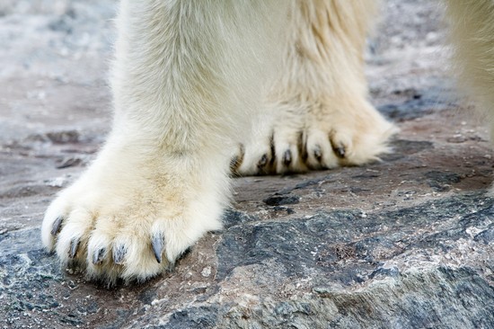 nuernberg eisbaerengehege im nuernberger tiergarten