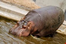 stuttgart nilpferd im zoo und botanischen garten stuttgart     copyright yuriy davats  shutterstock