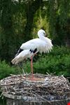 leipzig storch im zoo leipzig