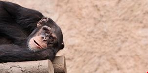leipzig schimpanse im leipziger zoo