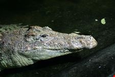 berlin krokodil im aquarium berlin