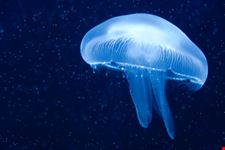 berlin qualle im zoo-aquarium berlin
