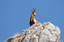 Il Camoscio d'Abruzzo