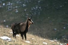 Il Camoscio d'Abruzzo