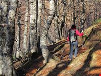 Bosco di faggi