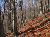 Bosco di faggi