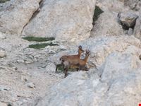 Camoscio dell'Appennino