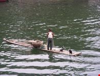 La pesca con i cormorani
