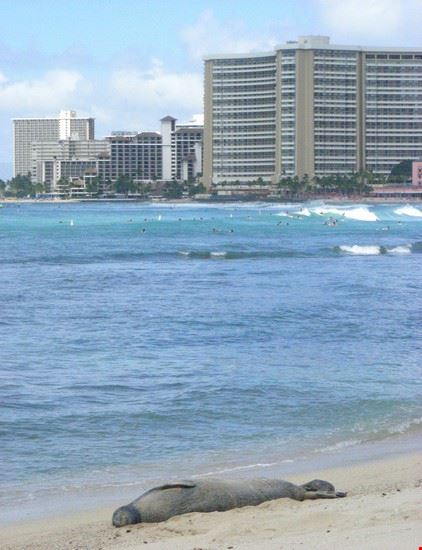  Honolulu Alexia Penna Alexia Penna