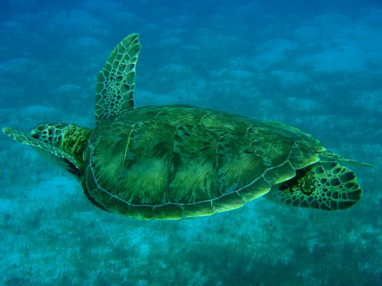 Tartaruga a Tobago Cays