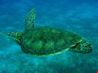 Tartaruga a Tobago Cays