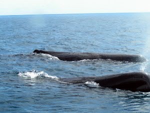 Martinica, Balene