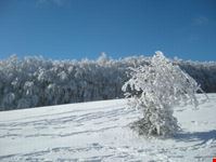 arezzo nella foresta in inverno