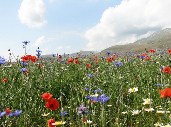 Fioritura sulla piana di Castelluccio