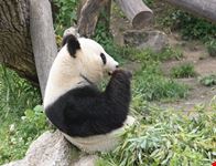 wien artenschutzprogramm fuer pandabaeren