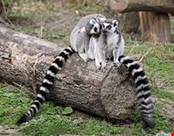 wien lemurenfamilie im tiergarten schoenbrunn