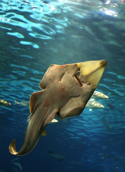 barcelona das aquarium in barcelona