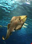 barcelona das aquarium in barcelona