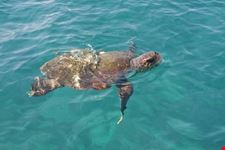 karettschildkroete zakynthos  zakynthos