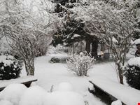kleinmongolei im schnee koeln
