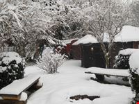 kleinmongolei im schnee koeln