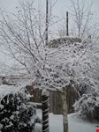kleinemongolei im schnee koeln