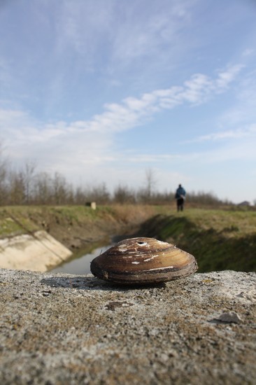 mussel