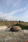 mussel