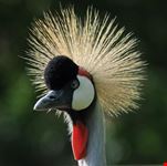 Gru coronata