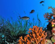 diving sardegna