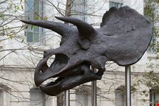 washington national museum of natural history