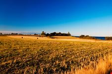 Harvest on Falster