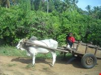 carretto