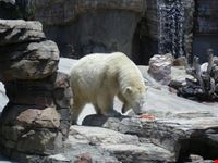 san diego a polar bear in san diego zoo