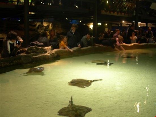 Aquarium Genoa  