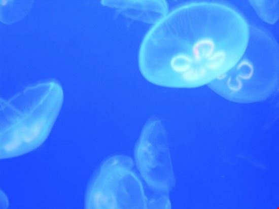 Aquarium Genoa  