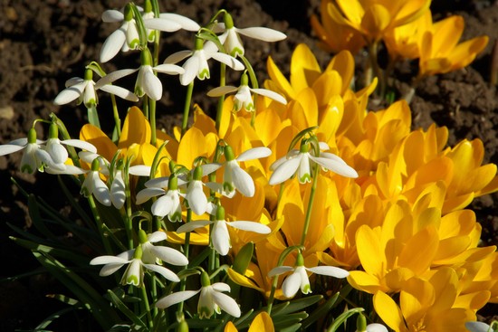 Photo Linz Botanischer Garten In Linz Pictures And Images Of