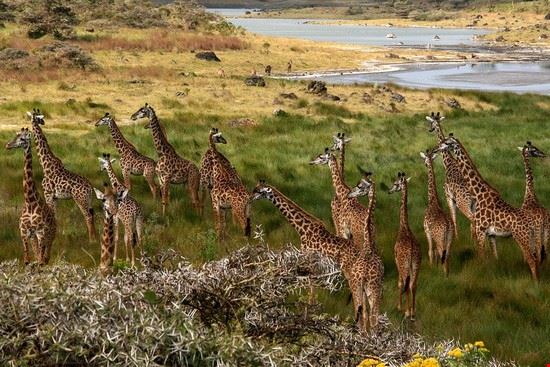  Arusha Geir Kiste - Creative Commons Geir Kiste