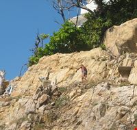 30240_acapulco_de_juarez_cliffdivers_in_acapulco_de_juarez 30240_acapulco_de_juarez_cliffdivers_in_acapulco_de_juarez