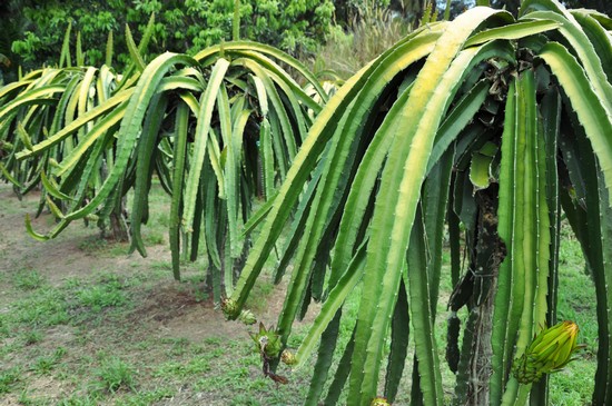 Kulai, Dragon Fruit