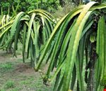 Kulai, Dragon Fruit Kulai, Dragon Fruit