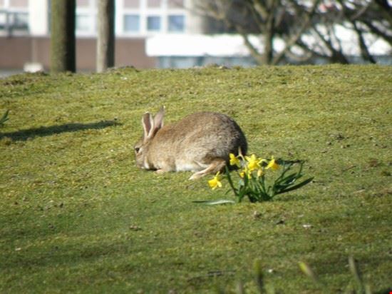 Parco Keukenhof Amsterdam  