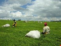 kericho