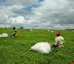 kericho kericho